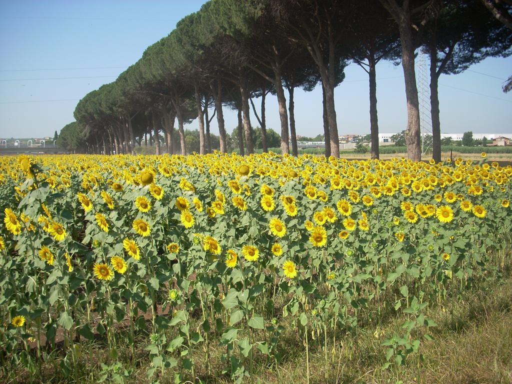 Agriturismo Pantano Borghese Monte Compatri Kamer foto